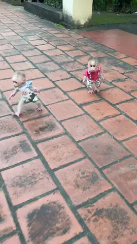 Baby monkey ran to drink milk.