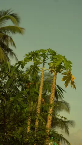 Tuổi thơ, nơi mà có lẽ bất cứ ai khi mệt mỏi với cuộc sống bộn bề đều bất giác nghĩ đến như nơi bình yên nhất của góc nhỏ trong tim #xuhuong #canhqueyenbinh #tuoitho #oque #yenbinh 