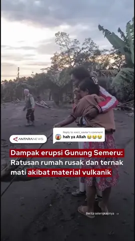 Replying to @xaviz_xavier Dampak erupsi Gunung Semeru: Ratusan rumah rusak dan ternak mati akibat material vulkanik #materialvulkanik #erupsisemeru #gunungsemeru #semeru #awanpanasguguran