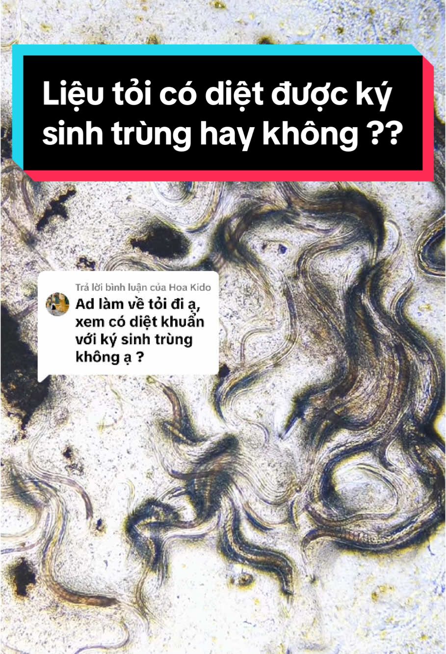 Trả lời @Hoa Kido kháng khuẩn thì hiển nhiên rồi, hãy thử với ký sinh trùng xem sao #kinhhienvi #LearnOnTikTok #education #tỏi 