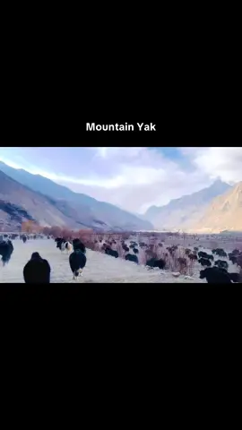Mountain yak#foryou #fypシ゚viral🖤tiktok #unfreezemyacount #foryoupageofficiall❤️❤️tiktok #likeandfollow 