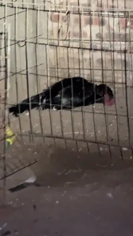 Muỗi đốt mà k quặp đầu vào ngủ tưởng chết rồi nữa 😆 này phải tử mị k ae 