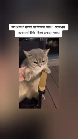 জাও কথা বলবা না  আমার সাথে  এতোখন  ঝেখানে বিজি  ছিলা ওখানে জাও#foryou #foryoupage #fpy #viralvideo #tiktok @TikTok @TikTok for Business 