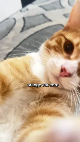orange cat core 🧡🐈 #salmonthekitten #orangecat #menace #PetsOfTikTok #orangecatbehavior 