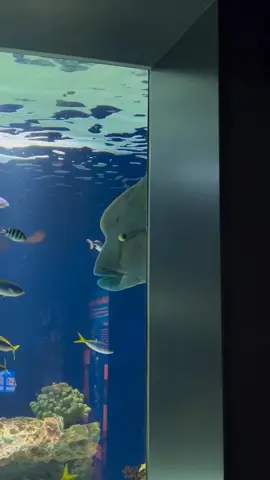 plengerrr bangettt palanyaa😭