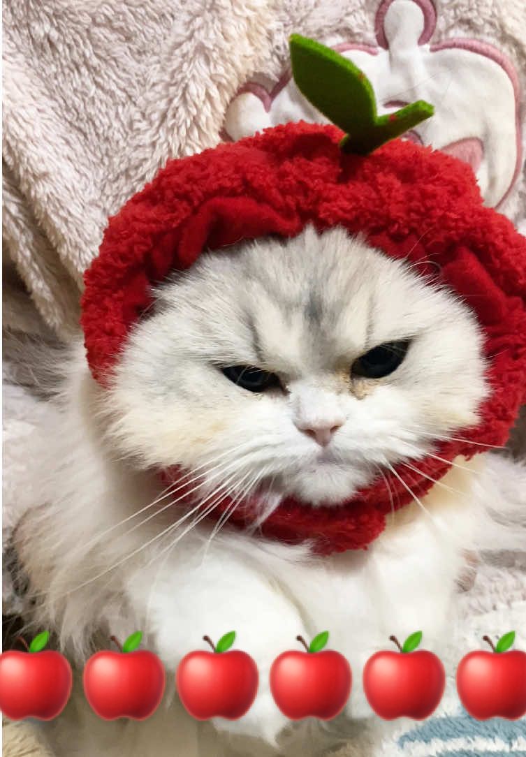 APPLE CAT  #ミヌエット #猫のいる暮らし  #catsoftiktok #ぷりぷり神 