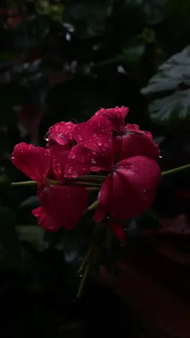 #سعد_الغامدي