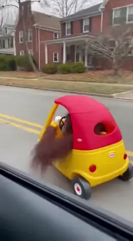 funny monkey driving 🤣🤣🤣🐒🐒  #funnyvideos #funny #monkey #driving #ainmals 