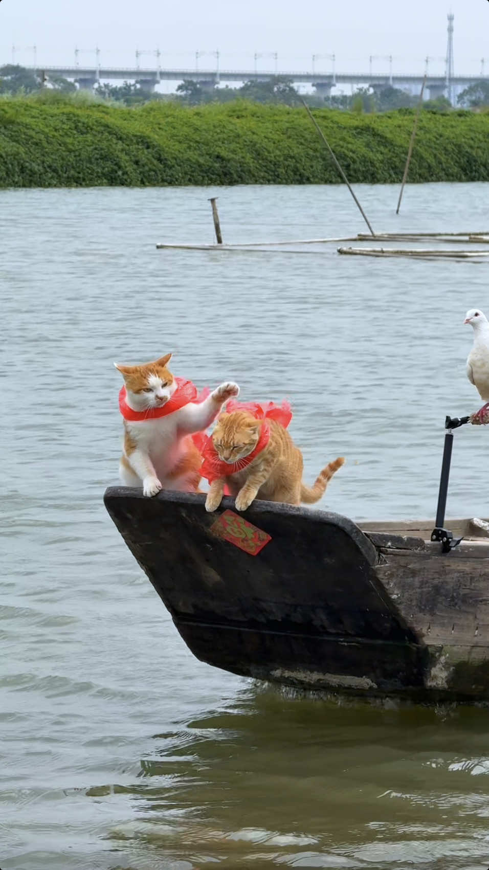 Seaside Tribe's Fishing Cat