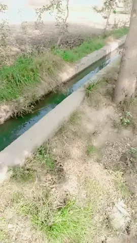 #سنگت_ویڈیو_وائرل_کریسو_آپ_ہیں🥀🌼🙈✨🎇 