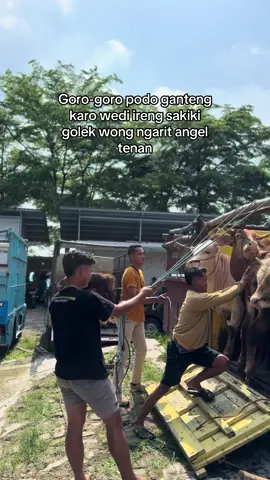 Angel tenan golek wng ngaret @Galing driver sapi sesss @L0D45444PI @SAPI PEDIA FARM #fypシ゚ #sobatngaret #peternaksapiindonesia 