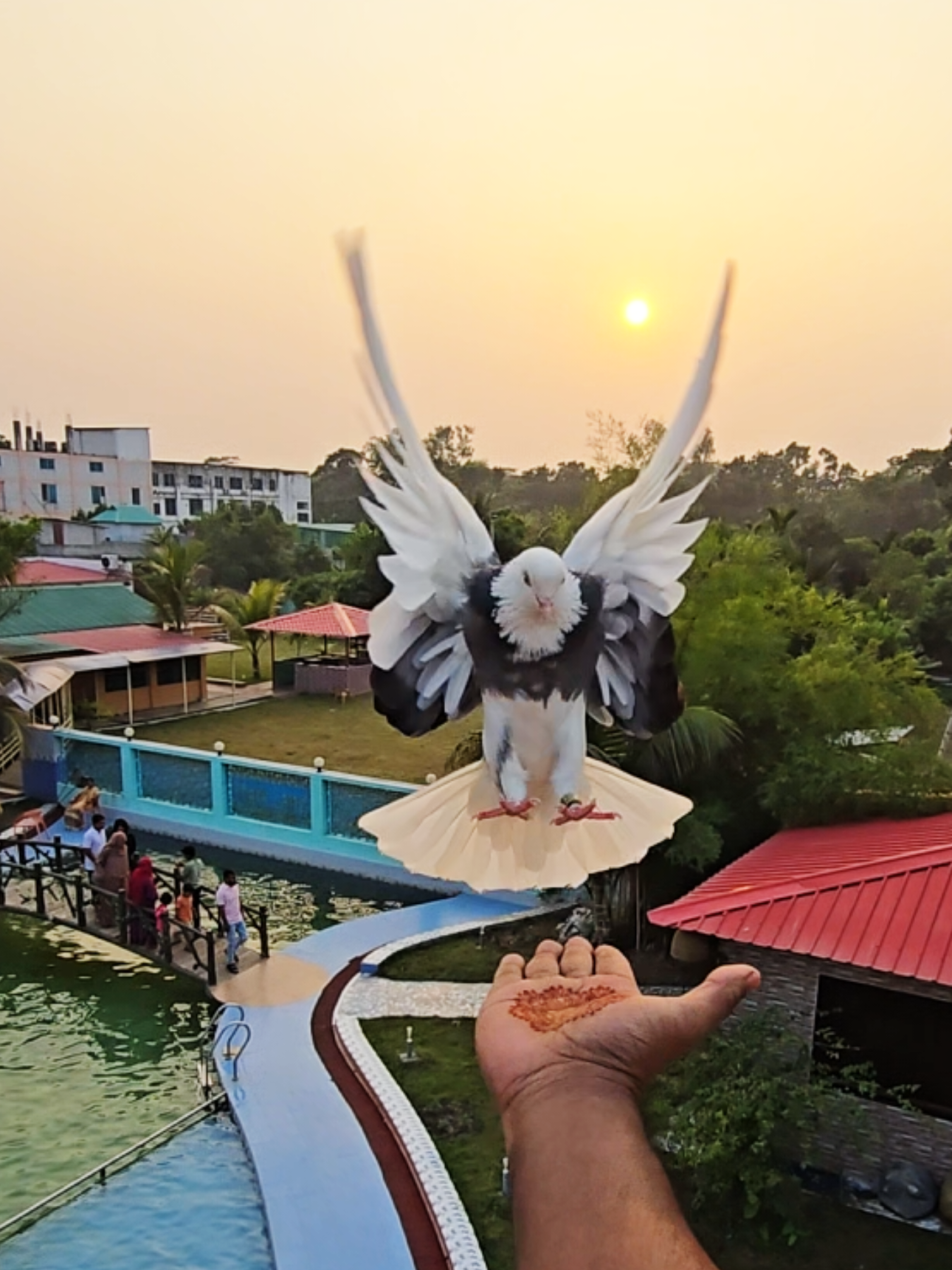 @আরিফ কবুতর প্রেমি 