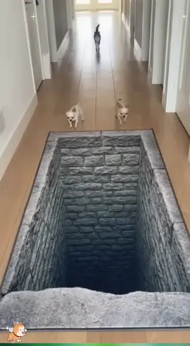 Dog Gets Scared of 3D Hole Carpet 😳🐶😂#FunnyDog #DogReaction #3DCarpet #OpticalIllusion #dogjumpscare