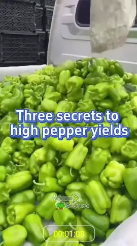 paraan ng masaganang ani ng mga sili #farmlife #farm #farming #fyppppppppppppppppppppp #fypspotted 