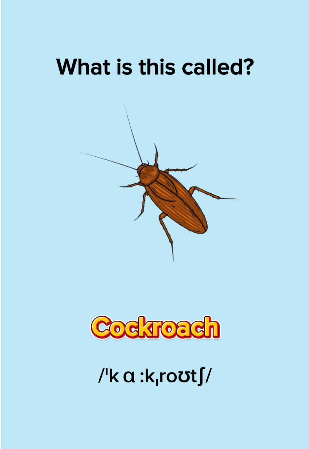 Learn Insects in English #learnenglish #englishlesson #englishwords #insects #EduTok 