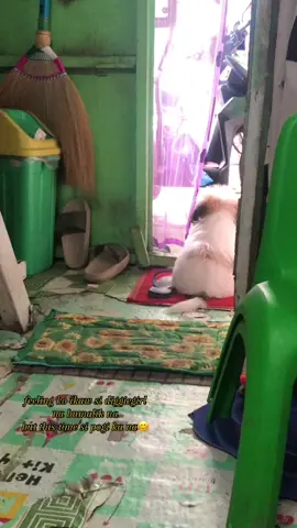 bawal lumabas 😁😅 #babypowgi #shihtzu #fypage 