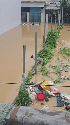 1 cảnh trong trận lũ lịch sử vô tình mình quay đc, mong chú chó  vượt qua dc thời khắc sinh tử đó ...#foryou