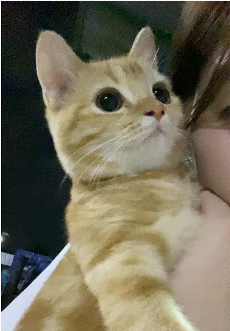 พายูซุออกมารับลมหนาว💨🍃#yuzumeow #แมวส้ม #scottish 