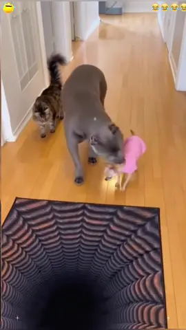 Pets' Different Reactions to 3D Carpets🐕🐱#Pets#Reactions#Funny#3DRug#Pranks