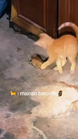 oyen dpt mainan baru 😁 #pecintakucing #kontenhiburan #xybca 