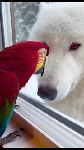 Mimzo Meets a White Wolf From Game of Thrones — Is Winter Really Coming #GameOfThrones #WinterIsComing #MimzoParrot #FunnyAnimals #ViralShorts