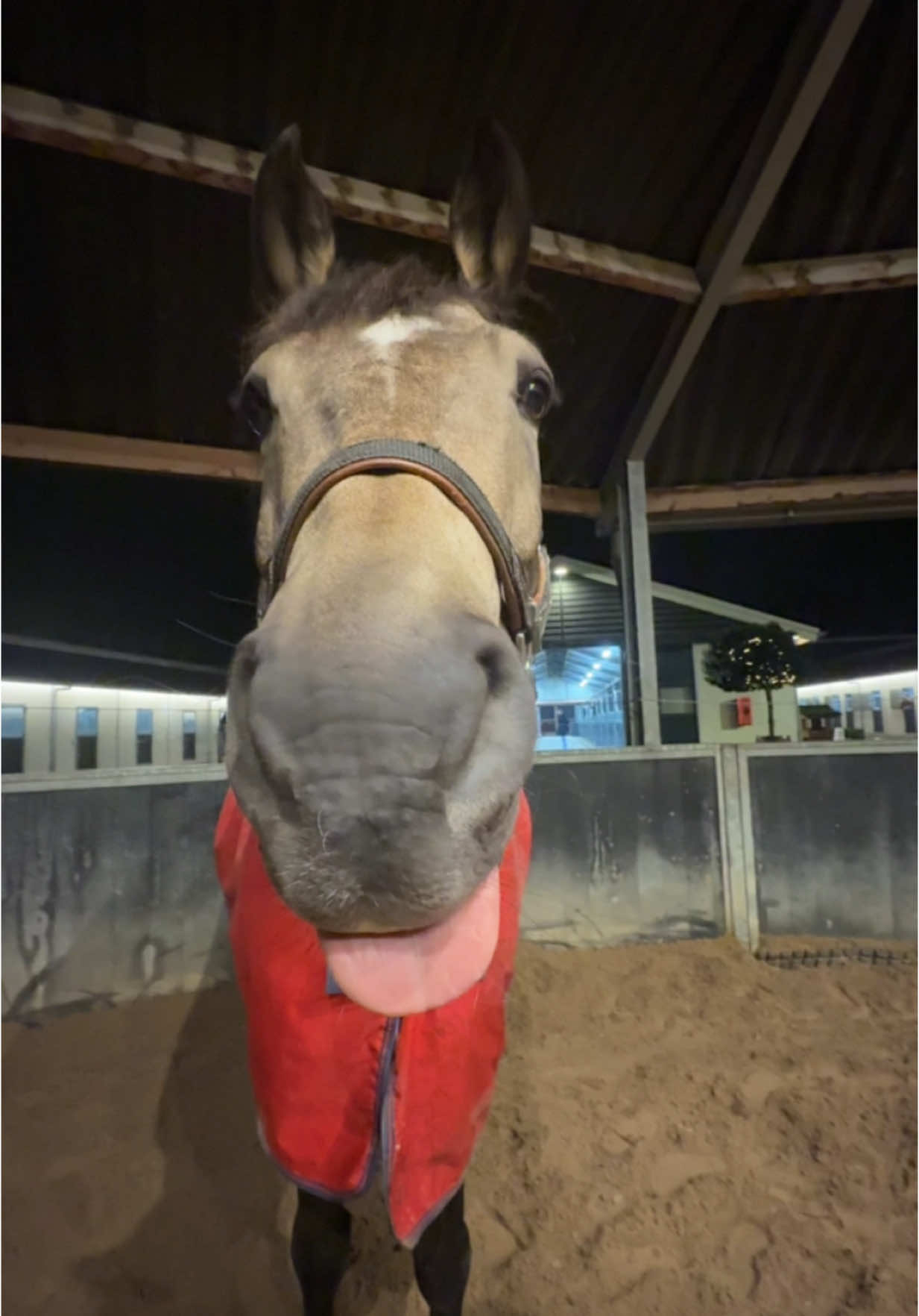 I like that hes different❤️ #horse #pferd #paard #horsesontiktok #cuteanimal #animal #horsesofinstagram #horsetok #buckskin #nrps #valk #equestrian #sillyhorse #horsedog #crazyhorse #tonguehorse #horsecore #prince #play 