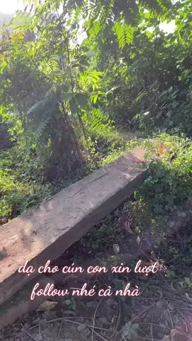 #creatorsearchinsights #cuncondangyeu❤❤❤❤ 