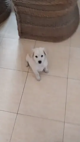 😍 #semuaorang #doggy #lucu 