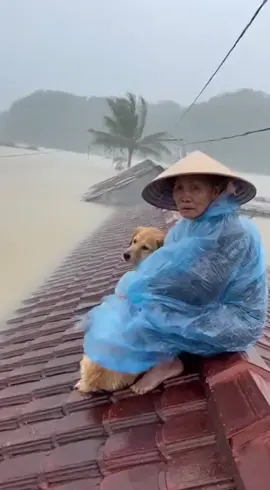 Thương bà quá bà ơi... Lũ lụt ơi xin hãy dừng lại đi, bà con mọi miền đất nước khổ lắm rồi... Video sưu tầm ạ ❤️ #menhac #lulut #mientrung #mientrungquetoi #pet 