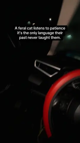 When a feral cat starts recognizing your car, that’s when you know you’ve earned a piece of its trust. 💯 #fyp #feral #cat #california #foryoupage 