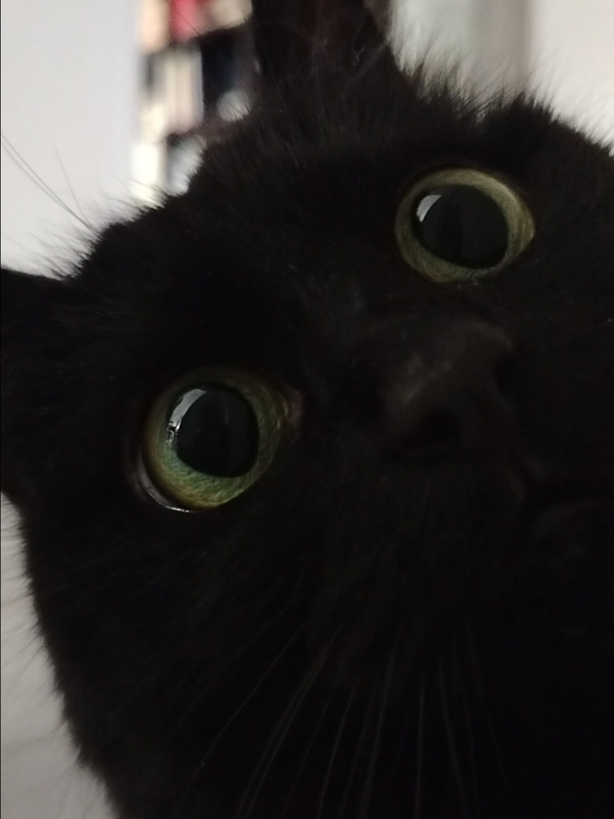 >🌘•🌒< #piri #crazypiri #piripina #catoftiktok #foryou 