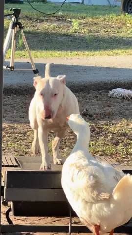 Goose vs bullterrier