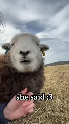 :3 #anniethelamb #CuteAnimals #PetSoftTikTok #sheep #funnyvideo 