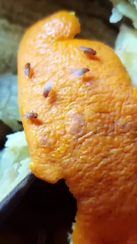 Bẫy ruồi giấm an toàn-hiệu quả-tiện lợi cho nhà bác nào cần dùng. #trending #videoviral #viral #bayruoi #xuhuong 