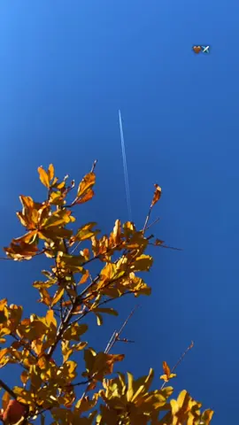 🤎✈️….#fypシ #viral #tiktok #foryou #selwa🦋 