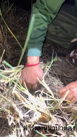 หาปลาข่อน