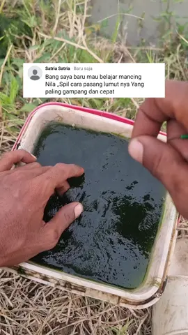 cara pasang lumut  #mancingliar #mancingnila #carapasanglumut 