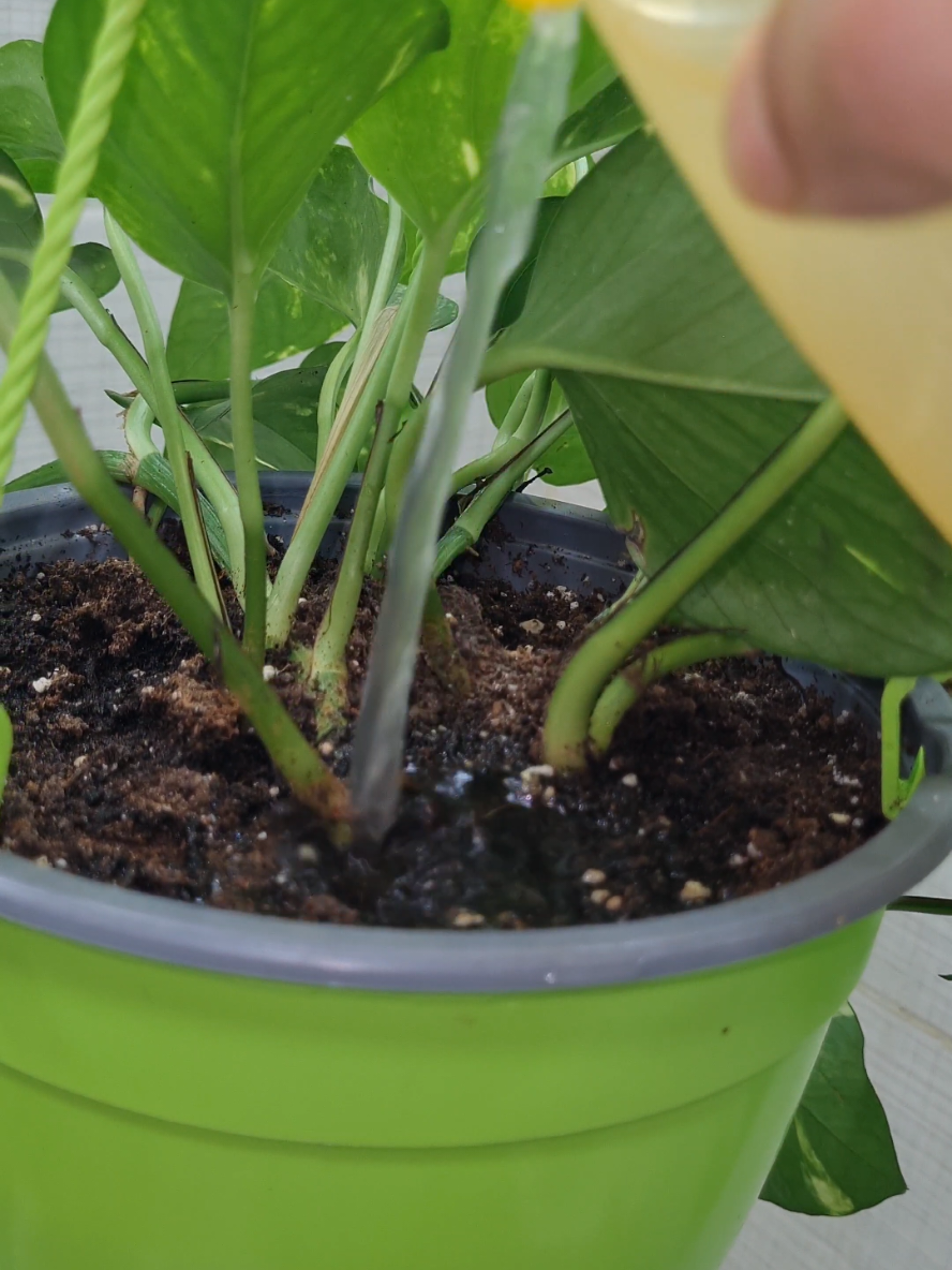 سماد طبيعي عضوي لنبتتك #سماد #npk 