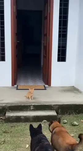 Duh...🤦 #oyen #kucinglucu #anjing #kucingtiktok #ai 