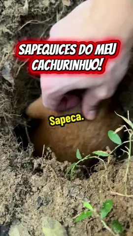 Sapequices do meu cachorrinho: