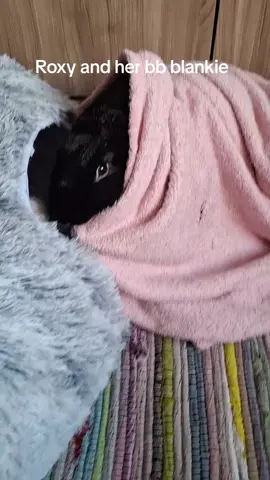 roxer playing with her babby blankie #rabbit #bunnytok #rabbitlove #bunnies #PetsOfTikTok 