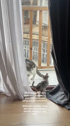 Bunny used to live on the street with his mum but was abandoned because he was too weak to survive, and this grown-up cat who lives in our building looks just like his mum.  #kitten #stray #rescue #fyp #tbilisi 