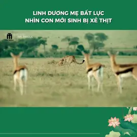 số phận và hồi hồi hộp. follow ủng hộ kênh