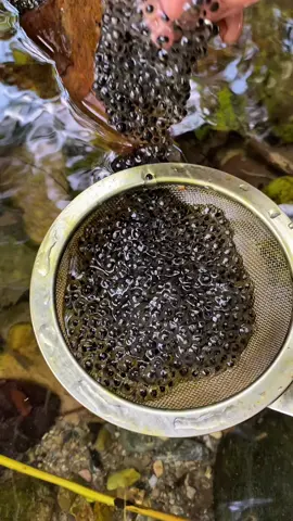 Đây là đặc sản một năm chỉ có một lần  ở trên miền núi mới có  #mathingoan #cuocsongmiennui #LearnOnTikTok 