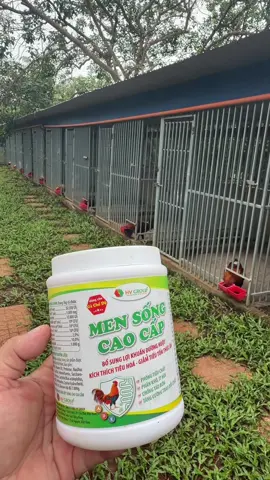 Men sống cao cấp Hộp 500gr #mensongcaocap #cachnuoiga #yeuthuongdongvat #xuhuong #mentieuhoachoga 