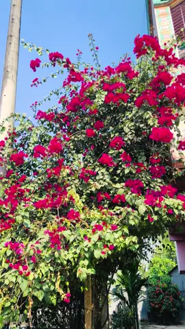 এই ফুলের মতো সুন্দর তুমি  🫶 #rifatahamed52 #HPRadicalReuse #wheneverwherever #Rifat #ami #💔💔 #🔥🔥🔥 #🔥🔥🔥🔥🔥🔥 #প্রকৃতির_সৌন্দর্য🥰 #vews🙏🏻🙏🏻 @ব্যর্থ নারী.💔 