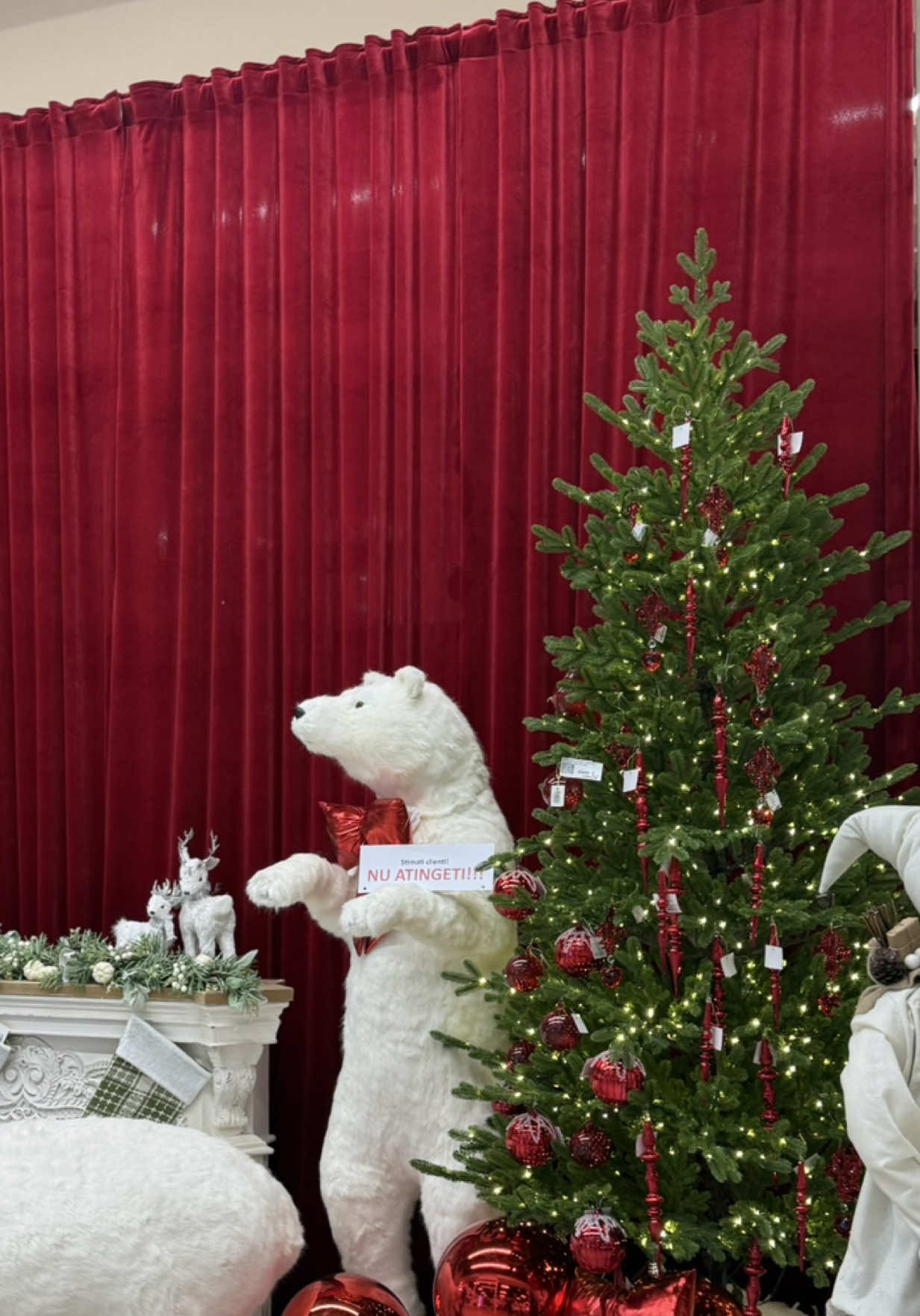 A venit sezonul magiei în casă. ✨ La Global Store găsești brazi pentru orice stil – clasici, plini, moderni sau ușor ninși. 🌲 🎄 Alege-ți bradul preferat și pornește atmosfera de sărbătoare!#globalstore #brazi #blackfriday #moldova 