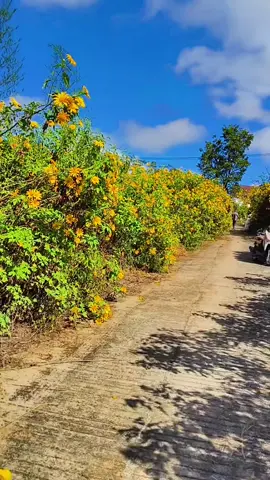 ကိုယ်လည်း‌ပြေးပီ🤭#သူသာလေညှင်းလေးဆို #for #fyp 