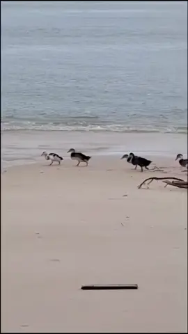 Thương các bạn ấy lạc đàn trong cơn lũ, bơi từ sông ra tận biển lớn và cập bến Vinpearl Resort and Spa Nha Trang bay #Vinpearl #vinpearlresortandspanhatrangbay #dulich #nhatrang