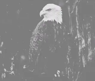 مِثَلْ طَبّع ألنِسّر طَبعّي!! #باسم_الكربلائي #قصائد #viral #viralvideo #foryou 